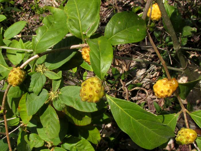 Mouse's Pineapple or Redgal, MORINDA ROYOC, mature fruits