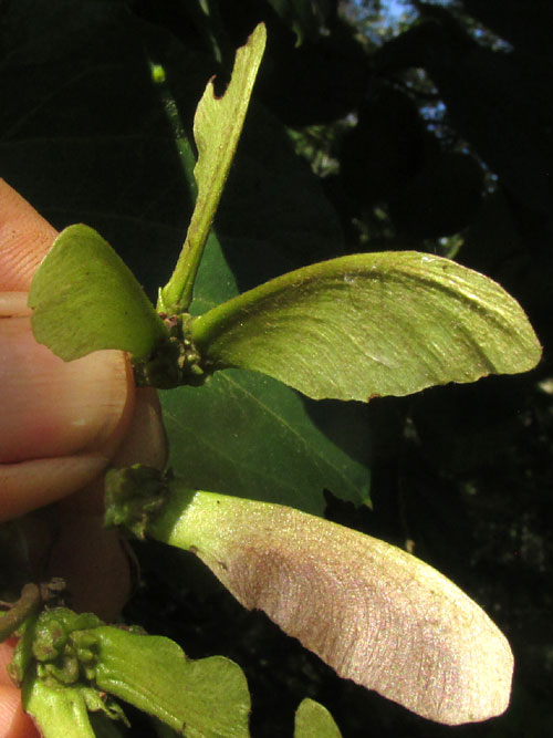 STIGMAPHYLLON LINDENIANUM, winged fruits