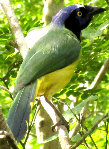 Green Jay, CYANOCORAX YNCAS