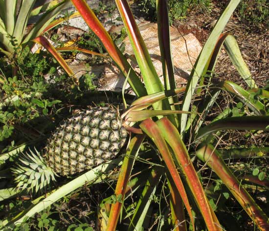 heavy pineapple fruits fallen over