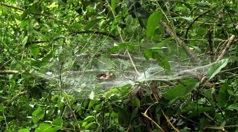 American Grass Spider, Agelenopsis, web with spider