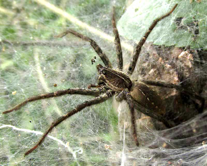American Grass Spider, Agelenopsis