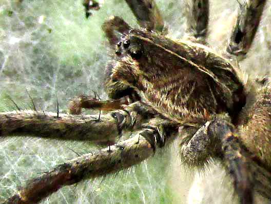 American Grass Spider, Agelenopsis, cephalothorax