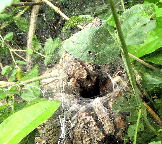 American Grass Spider, Agelenopsis, shelter tunnel