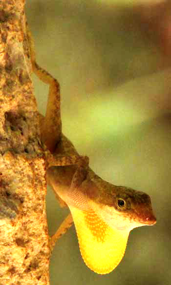 Silky Anole, ANOLIS SERICEUS, showing dewlap