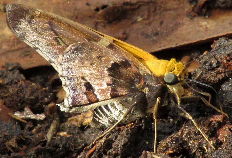 Mercurial Skipper, PROTEIDES MERCURIUS