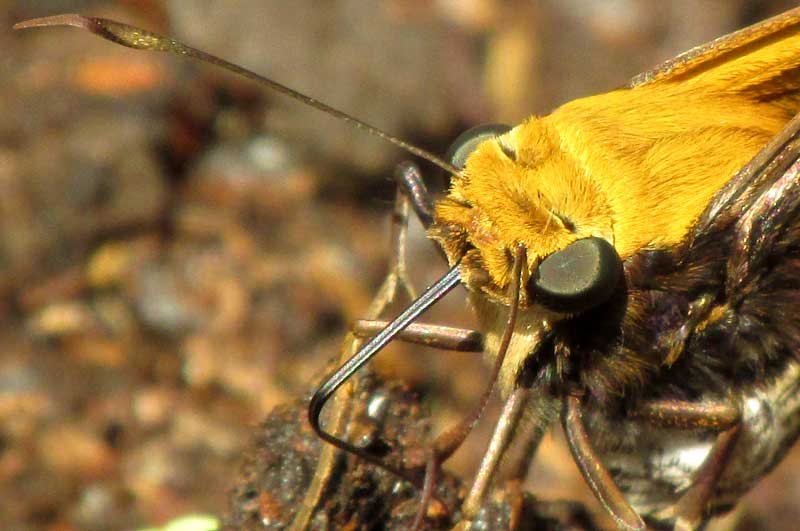 Mercurial Skipper, PROTEIDES MERCURIUS, head