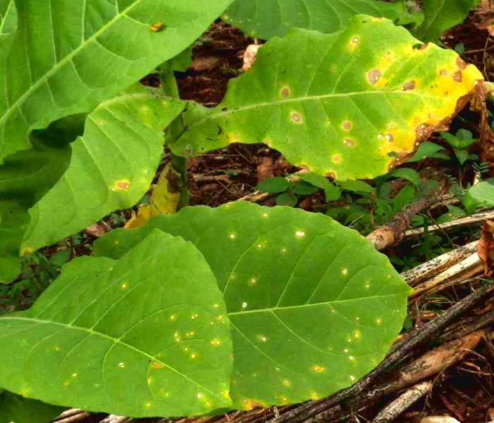 Tobacco Frog-eye Leaf Spot disease, CERCOSPORA NICOTIANAE