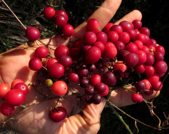 Ampelocissus, cluster of mature red grapes