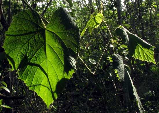 Ampelocissus, leaves