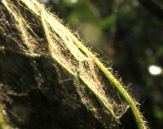 Ampelocissus, hair and glands on leaf undersurface