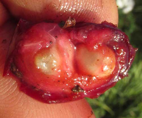 Ampelocissus, seeds inside open grape