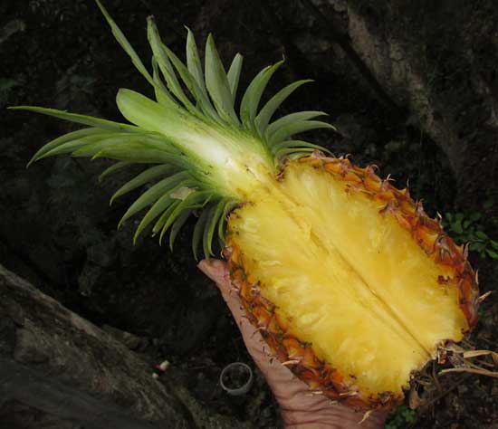 pineapple, longitudinal section