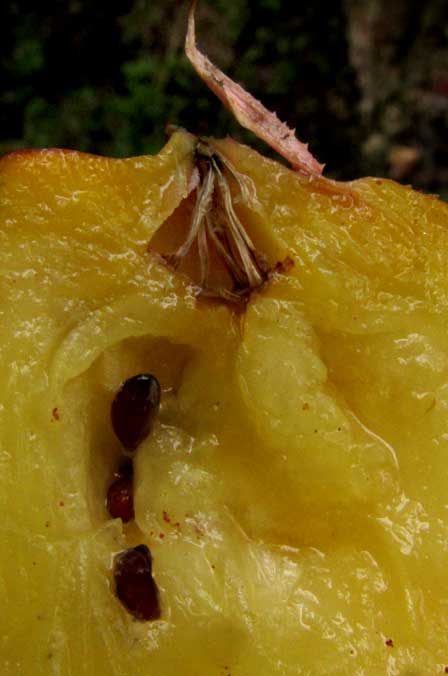pineapple showing seeds and stamens in longitudinal section