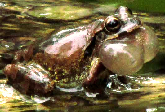 Mexican Treefrog, SMILISCA BAUDINII, showing vocal sacs