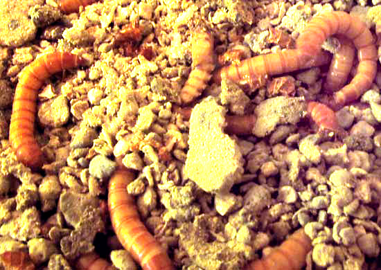 Mealworms, TENEBRIO MOLITOR