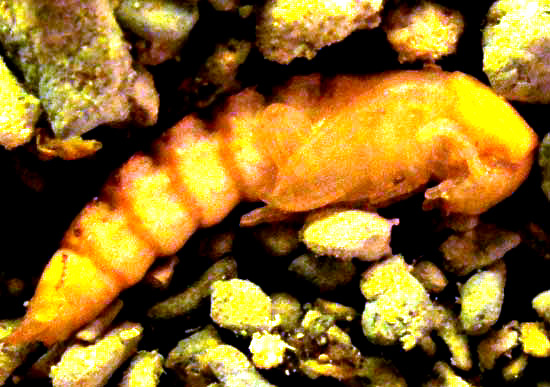 Mealworm larva, TENEBRIO MOLITOR