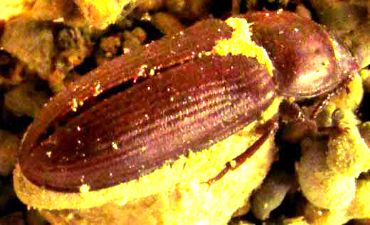 Mealworm Beetle, TENEBRIO MOLITOR, with fungus infection