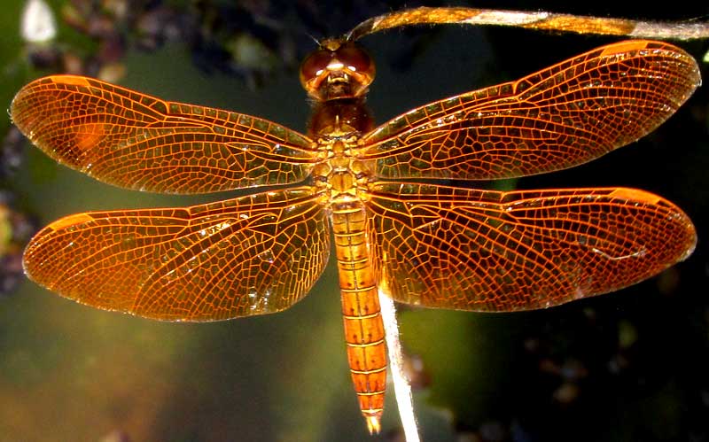 Slough Amberwing, PERITHEMIS DOMITIA