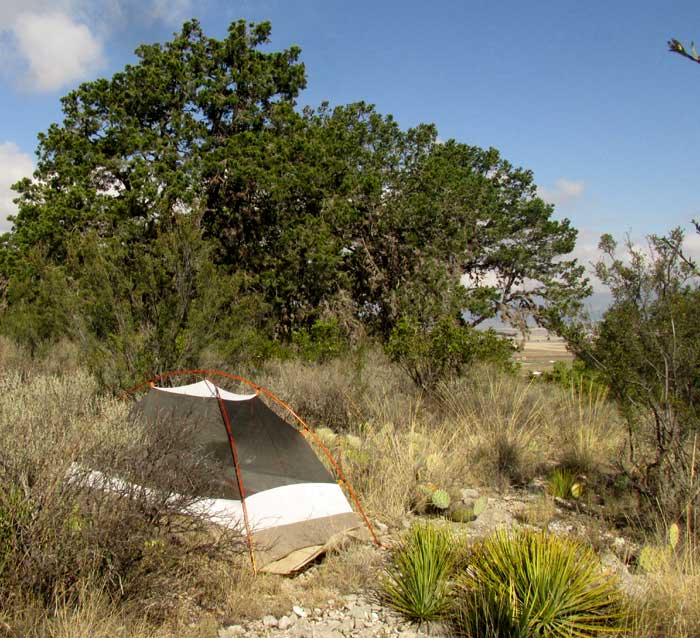 habitat of Opuntia stenopetala with red-orange immature pads