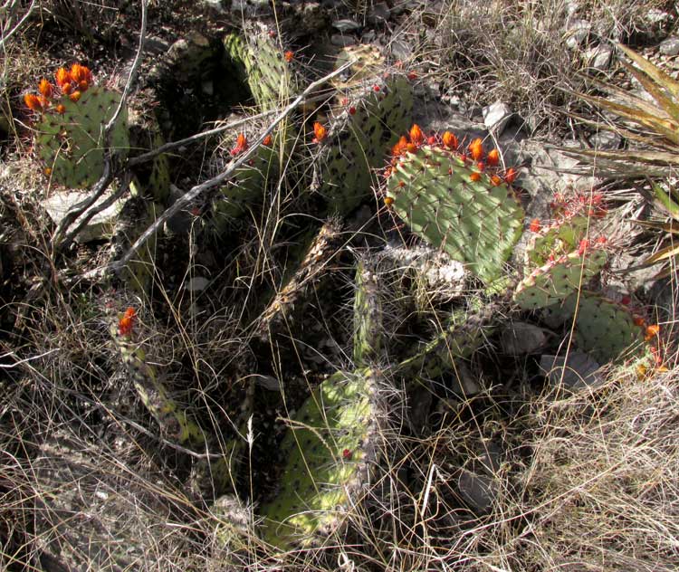 Opuntia stenopetala with red-orange immature pads