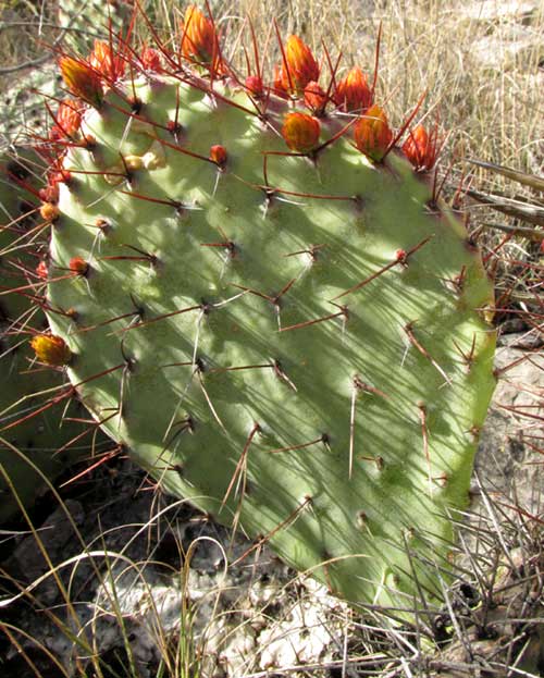 Opuntia stenopetala pad with red-orange immature pads