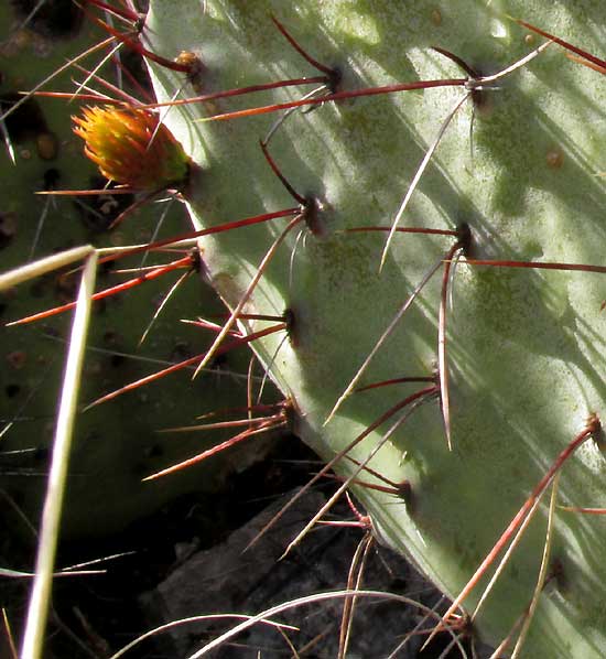 Opuntia stenopetala spine cluster