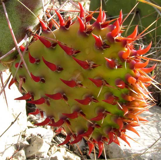 Opuntia stenopetala, immature pad with red-orange vistigial leaves