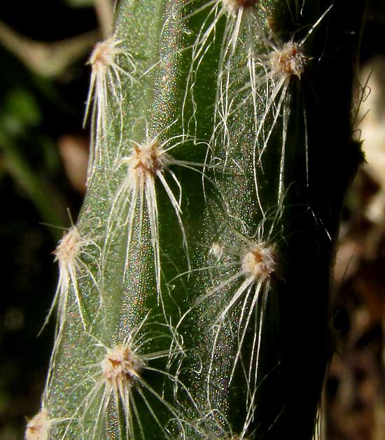 Queen-of-the-night, SELENICEREUS GRANDIFLORUS