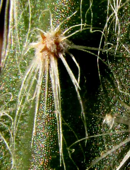 Queen-of-the-night, SELENICEREUS GRANDIFLORUS, spines close-up