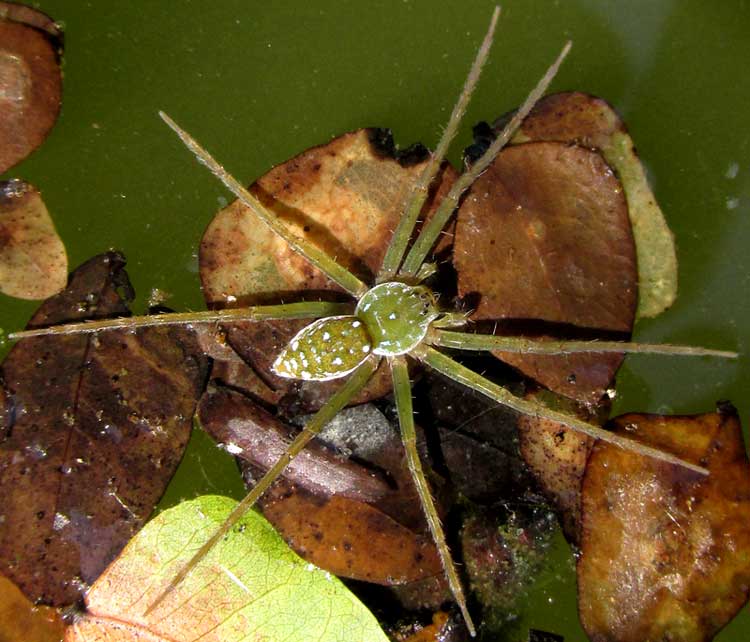 Fishing Spider, Dolomedes aff. triton