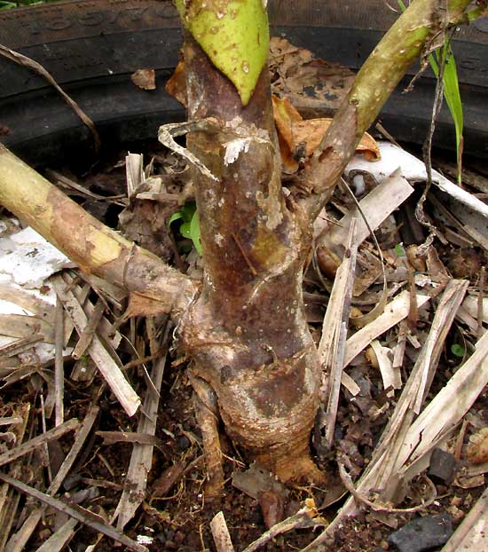 harvester ants, maybe Pogonomyrmex, collecting tobacco seeds killing tobacco plant