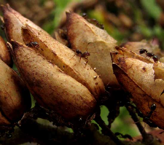 harvester ants, maybe Pogonomyrmex, collecting tobacco seeds from fruiting pods