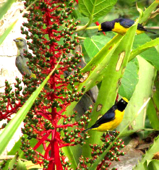 Scrub Euphonia, EUPHONIA AFFINIS, young examening bromeliad