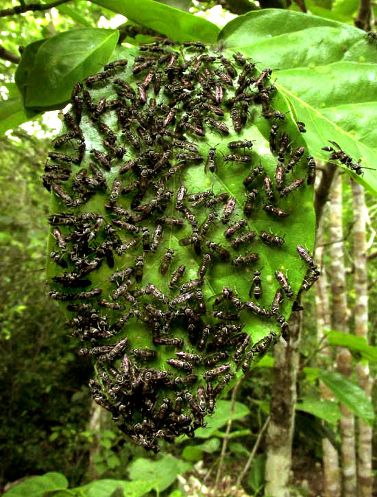 paper wasps in the Yucatan