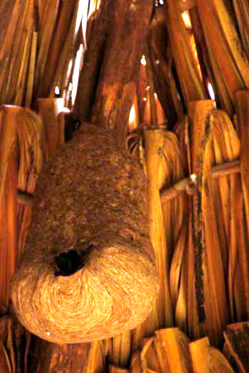 paper wasp nest in hut