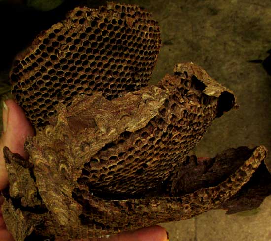 interior levels of paper wasp nest