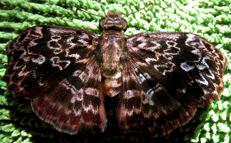 Widespread Bent-Skipper, CYCLOGLYPHA THRASIBULUS ssp THRASIBULUS, top view