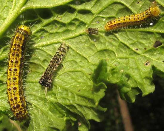 Caterpillars of PIERIS BRASSICAE, two instars, with shed skin