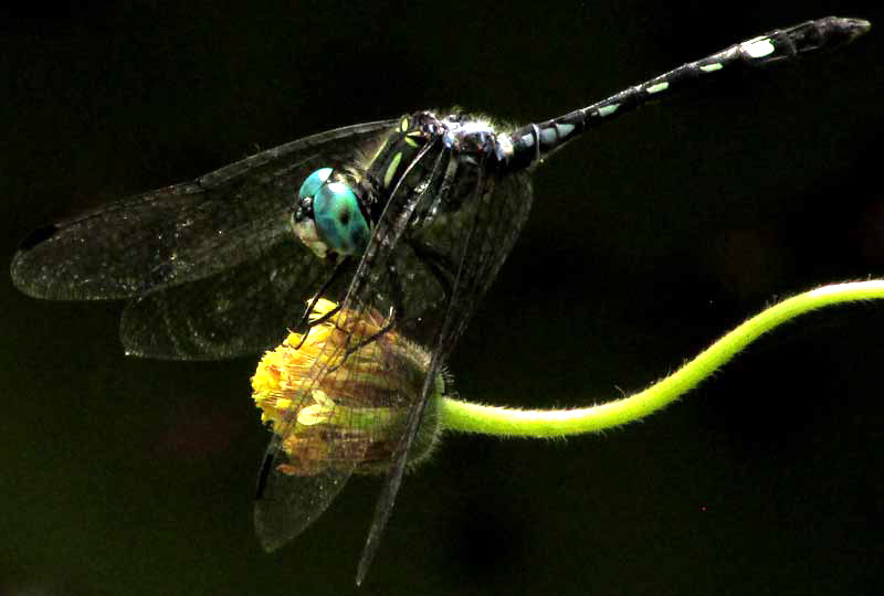 Thornbush Dasher, MICRATHYRIA HAGENII