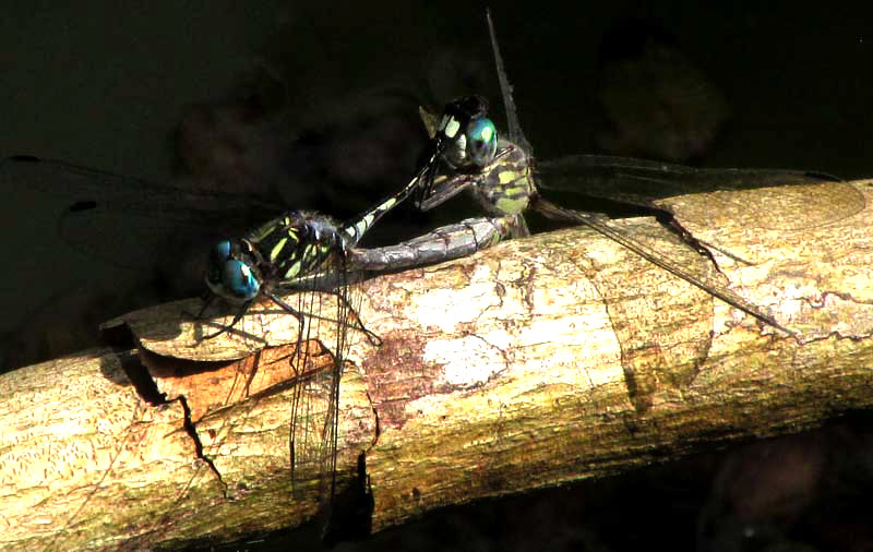 Thornbush Dasher, MICRATHYRIA HAGENII, mating pair