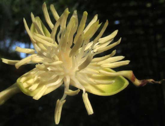 Manila Palm, ADONIDIA MERRILLII, staminate flower