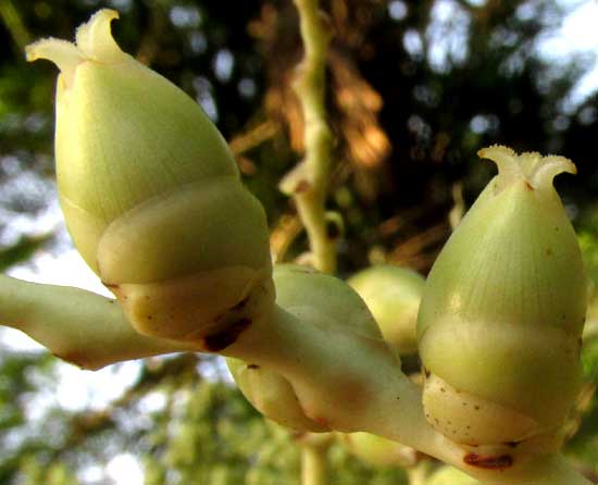 Manila Palm, ADONIDIA MERRILLII, female flower