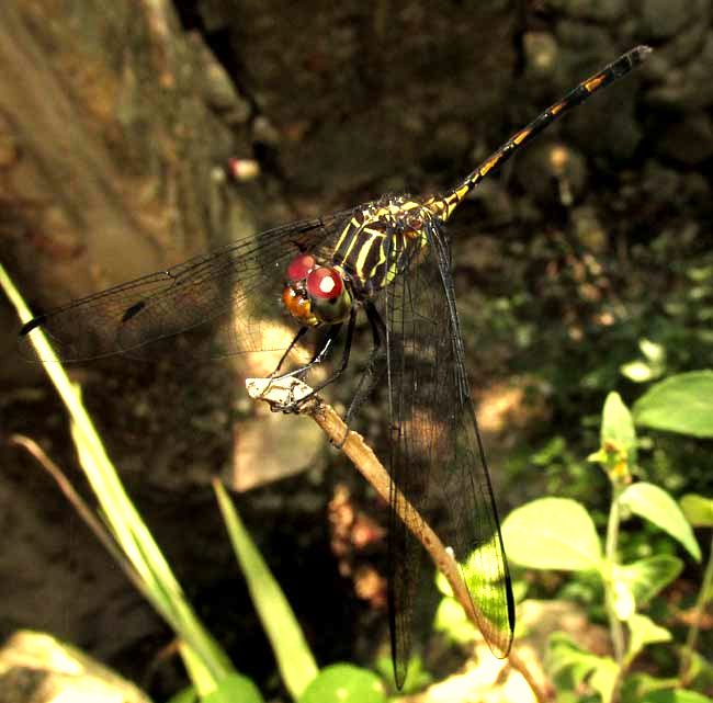 Brown Setwing, DYTHEMIS STERILIS