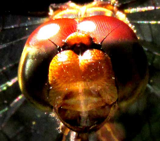 Brown Setwing, DYTHEMIS STERILIS