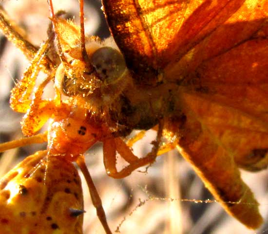 Variegated Fritillary bitten by Spined Micrathena spider