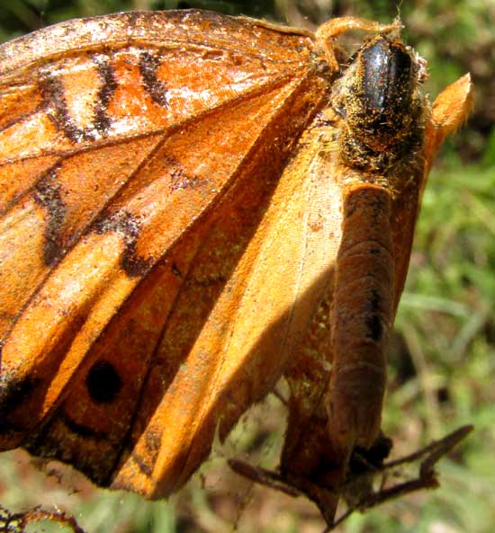 Variegated Fritillary stored in web of Spined Micrathena spider