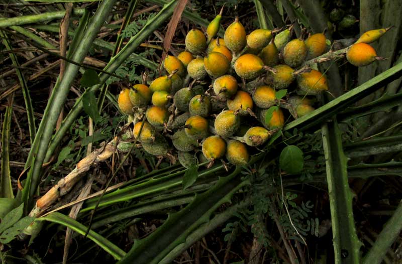 Piñuela, BROMELIA PINGUIN, fruits turning yellow