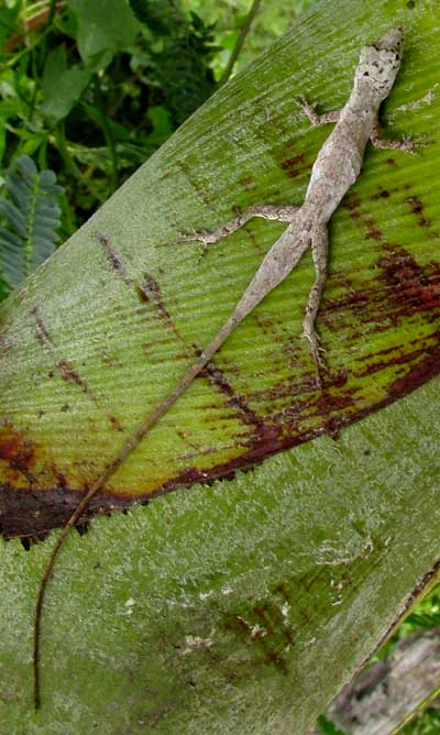 Silky Anole, ANOLIS SERICEUS, white