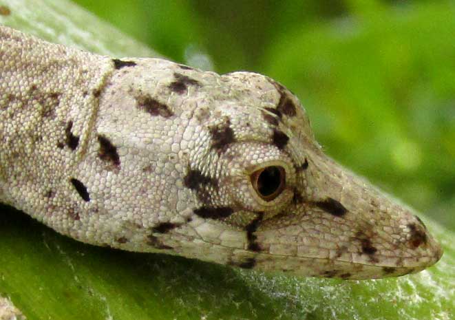 Silky Anole, ANOLIS SERICEUS, white